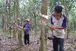 Mưa kéo dài, khó thu hoạch mủ cao su 
